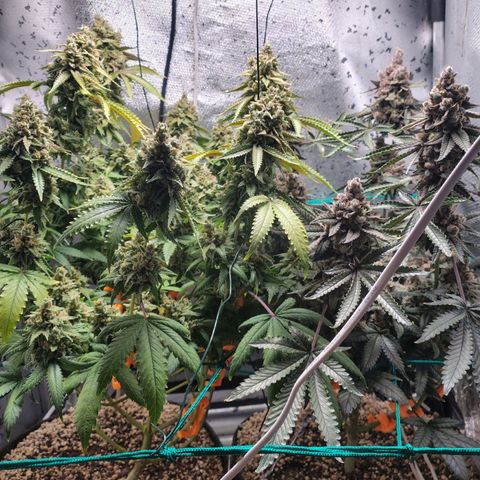 7 - Super Lemon Haze - BSF growlog timeline photo