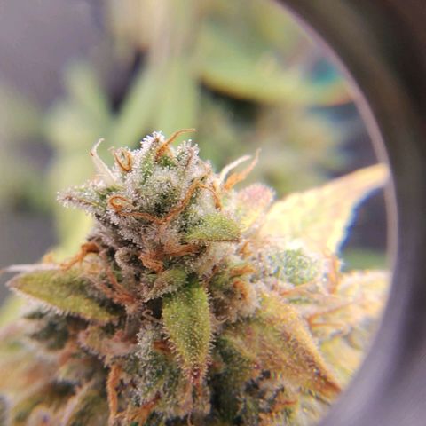 7 - Super Lemon Haze - BSF growlog timeline photo