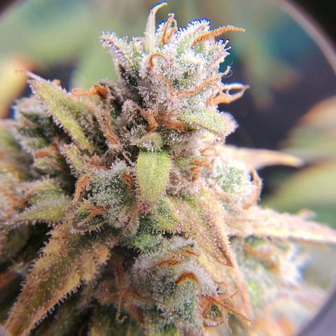 7 - Super Lemon Haze - BSF growlog timeline photo