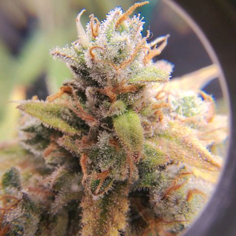 7 - Super Lemon Haze - BSF growlog timeline photo