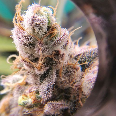 7 - Super Lemon Haze - BSF growlog timeline photo