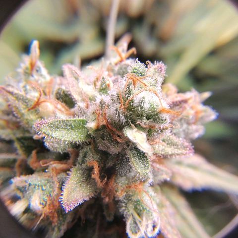 7 - Super Lemon Haze - BSF growlog timeline photo