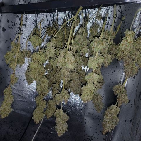 7 - Super Lemon Haze - BSF growlog timeline photo