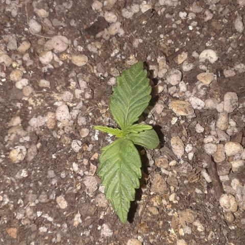 Pepita growlog timeline photo