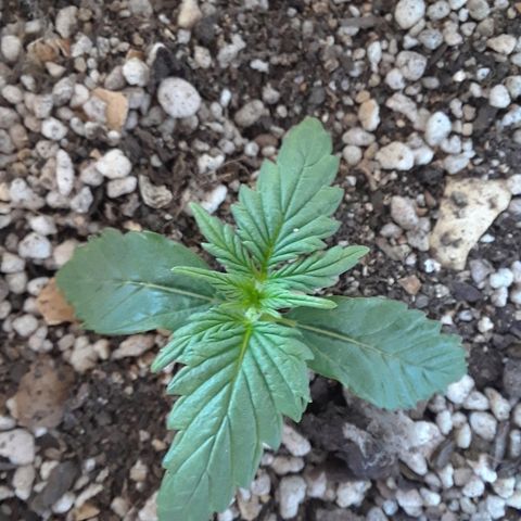 Pepita growlog timeline photo