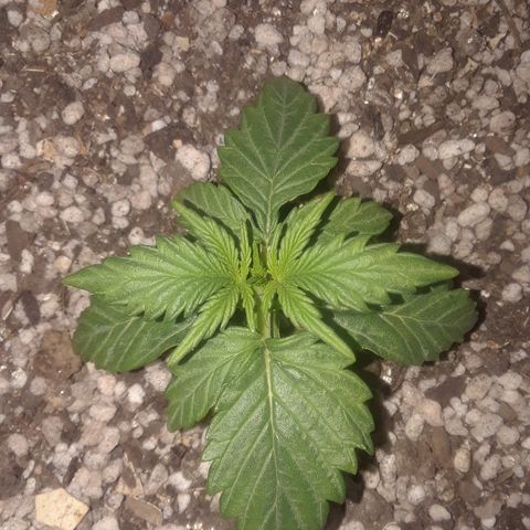 Pepita growlog timeline photo