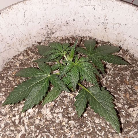 Pepita growlog timeline photo