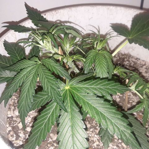 Pepita growlog timeline photo