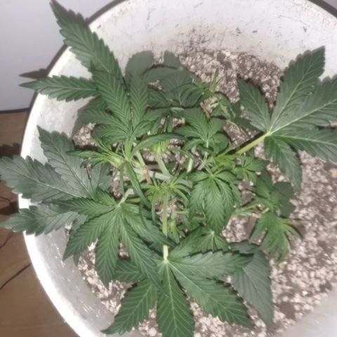 Pepita growlog timeline photo