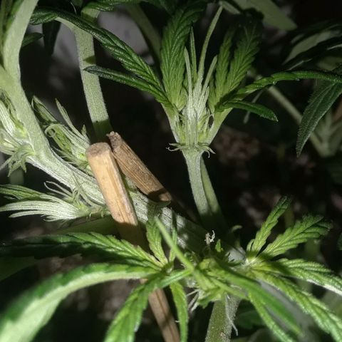 Pepita growlog timeline photo