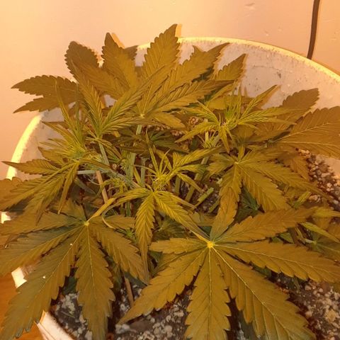 Pepita growlog timeline photo
