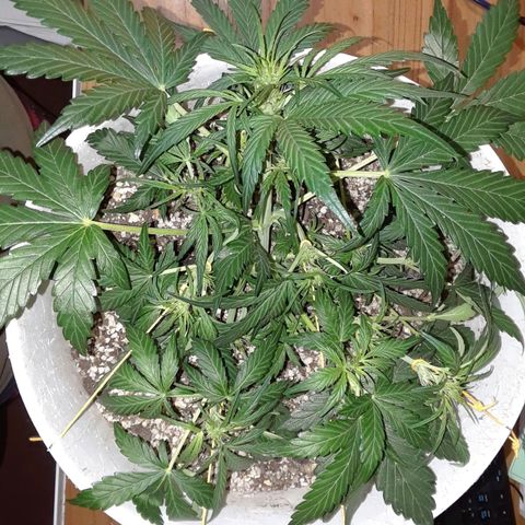 Pepita growlog timeline photo