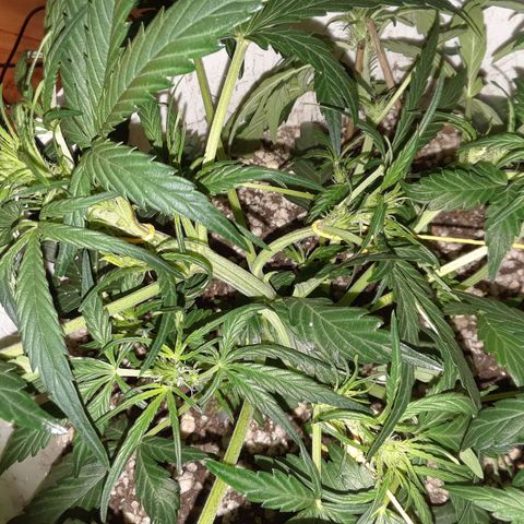 Pepita growlog timeline photo