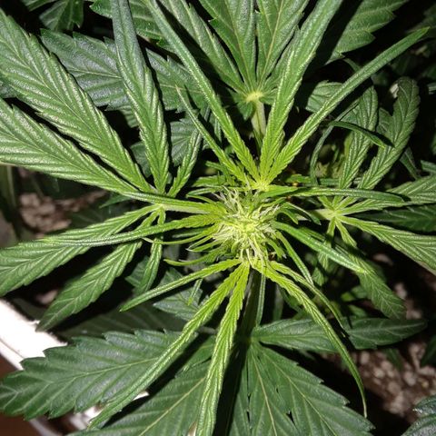 Pepita growlog timeline photo