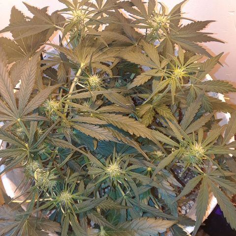 Pepita growlog timeline photo