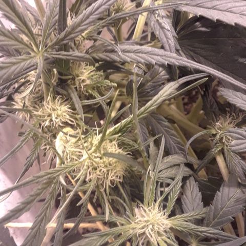 Pepita growlog timeline photo