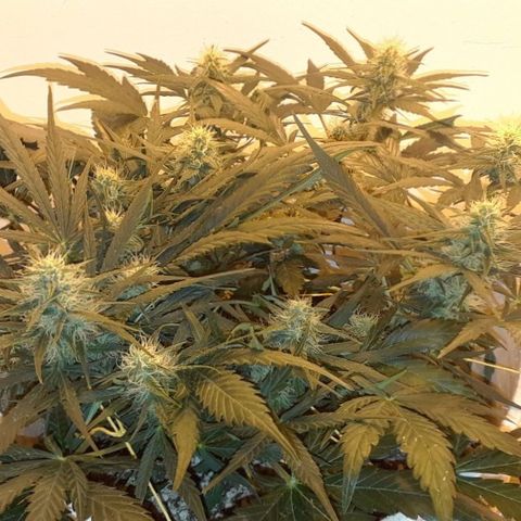 Pepita growlog timeline photo