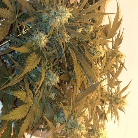 Pepita growlog timeline photo
