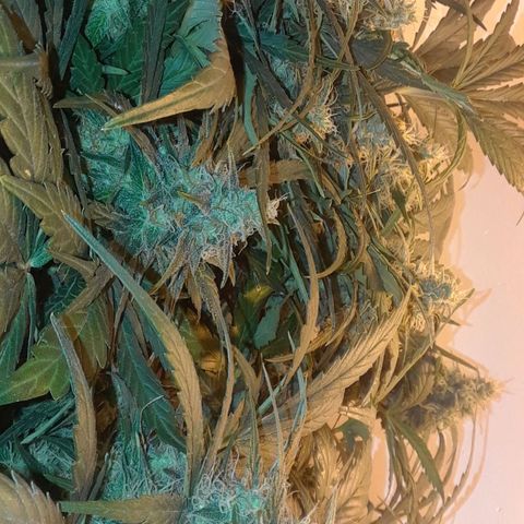 Pepita growlog timeline photo
