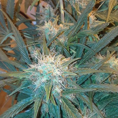 Pepita growlog timeline photo