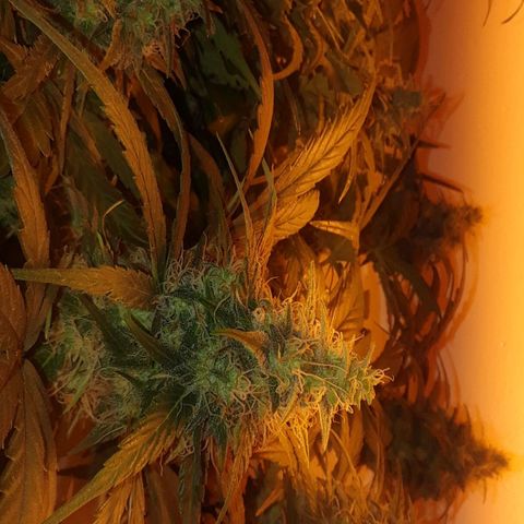 Pepita growlog timeline photo