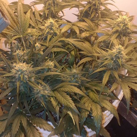 Pepita growlog timeline photo