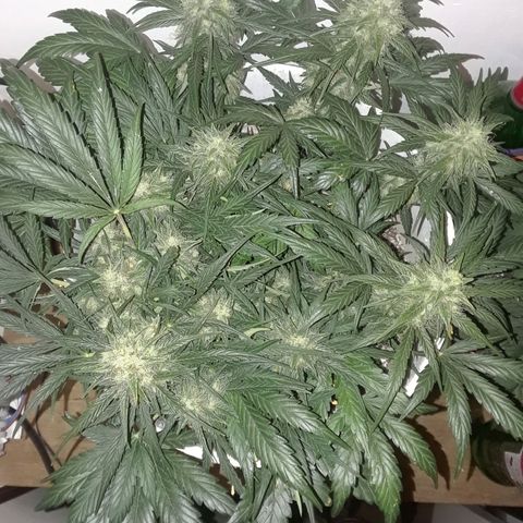 Pepita growlog timeline photo