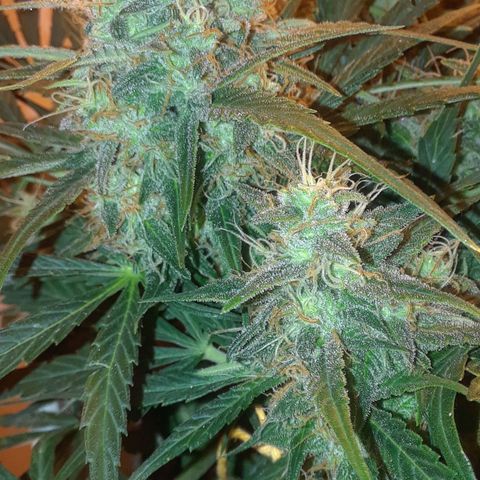 Pepita growlog timeline photo