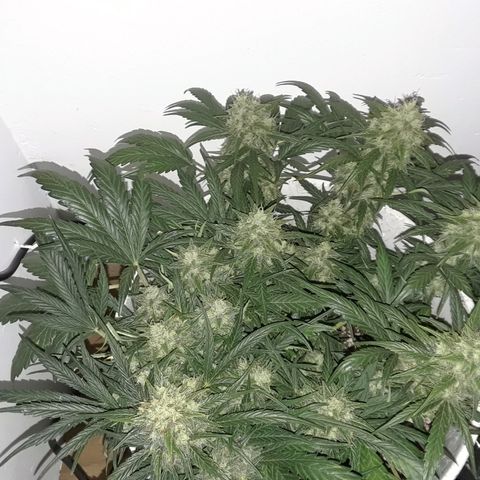 Pepita growlog timeline photo