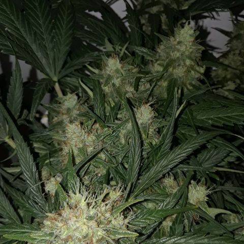Pepita growlog timeline photo
