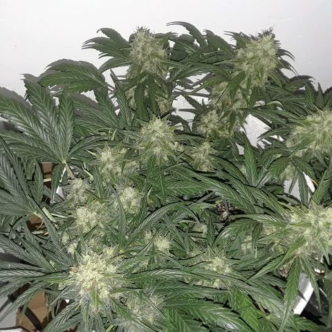 Pepita growlog timeline photo