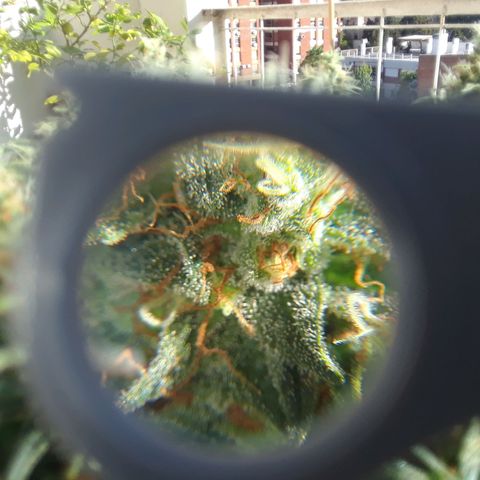 Pepita growlog timeline photo
