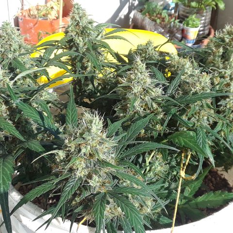 Pepita growlog timeline photo