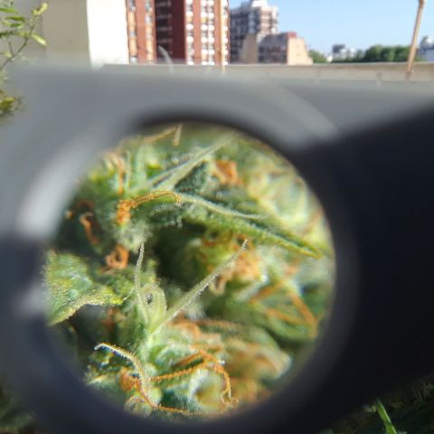 Pepita growlog timeline photo