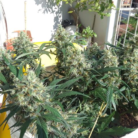 Pepita growlog timeline photo