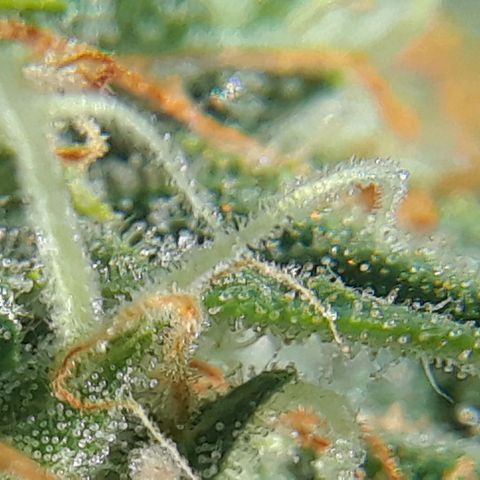 Pepita growlog timeline photo