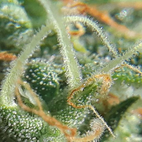 Pepita growlog timeline photo