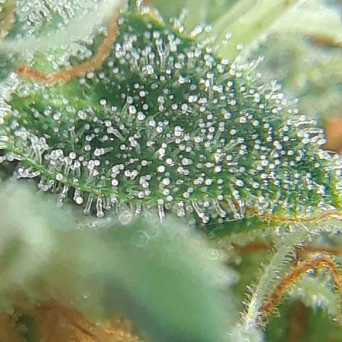 Pepita growlog timeline photo