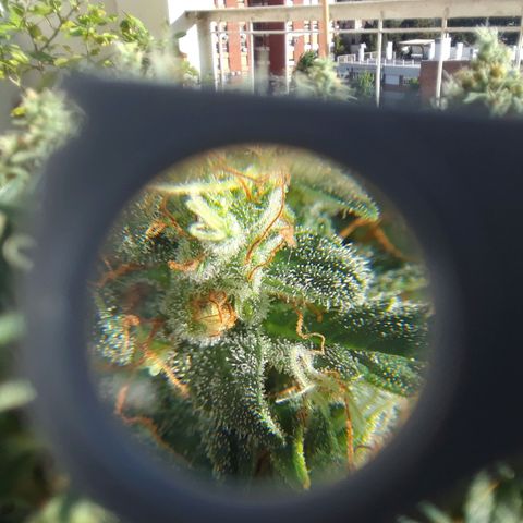 Pepita growlog timeline photo
