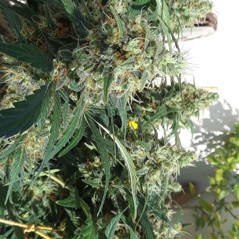 Pepita growlog timeline photo