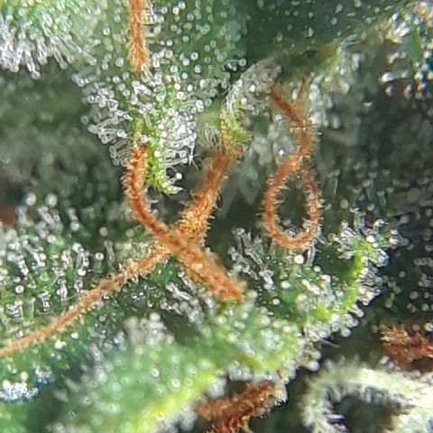 Pepita growlog timeline photo