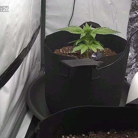 Cookie Kush XXL growlog timeline photo