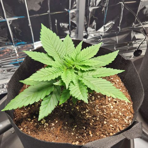 Cookie Kush XXL growlog timeline photo