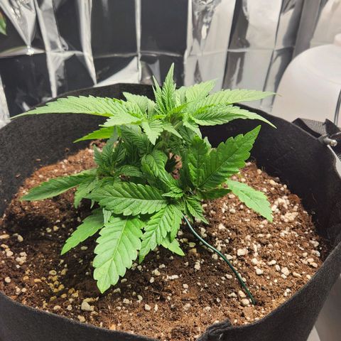 Cookie Kush XXL growlog timeline photo