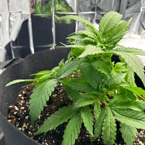 Cookie Kush XXL growlog timeline photo