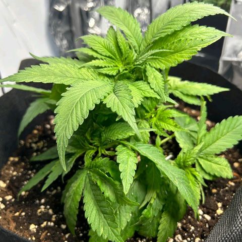 Cookie Kush XXL growlog timeline photo