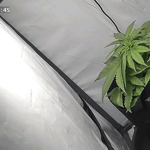 Cookie Kush XXL growlog timeline photo