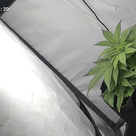 Cookie Kush XXL growlog timeline photo