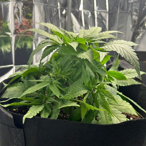 Cookie Kush XXL growlog timeline photo