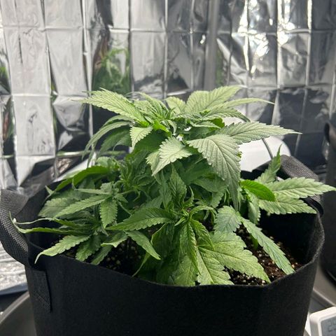 Cookie Kush XXL growlog timeline photo